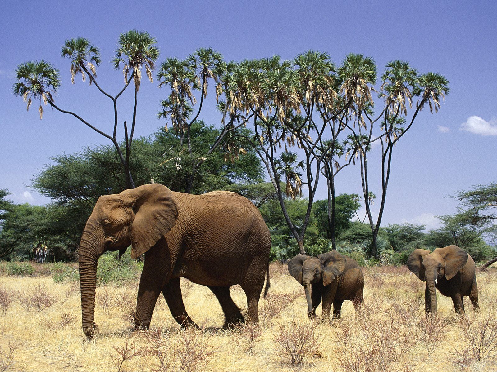 Elephant Safaris Photos Desktop Wallpaper