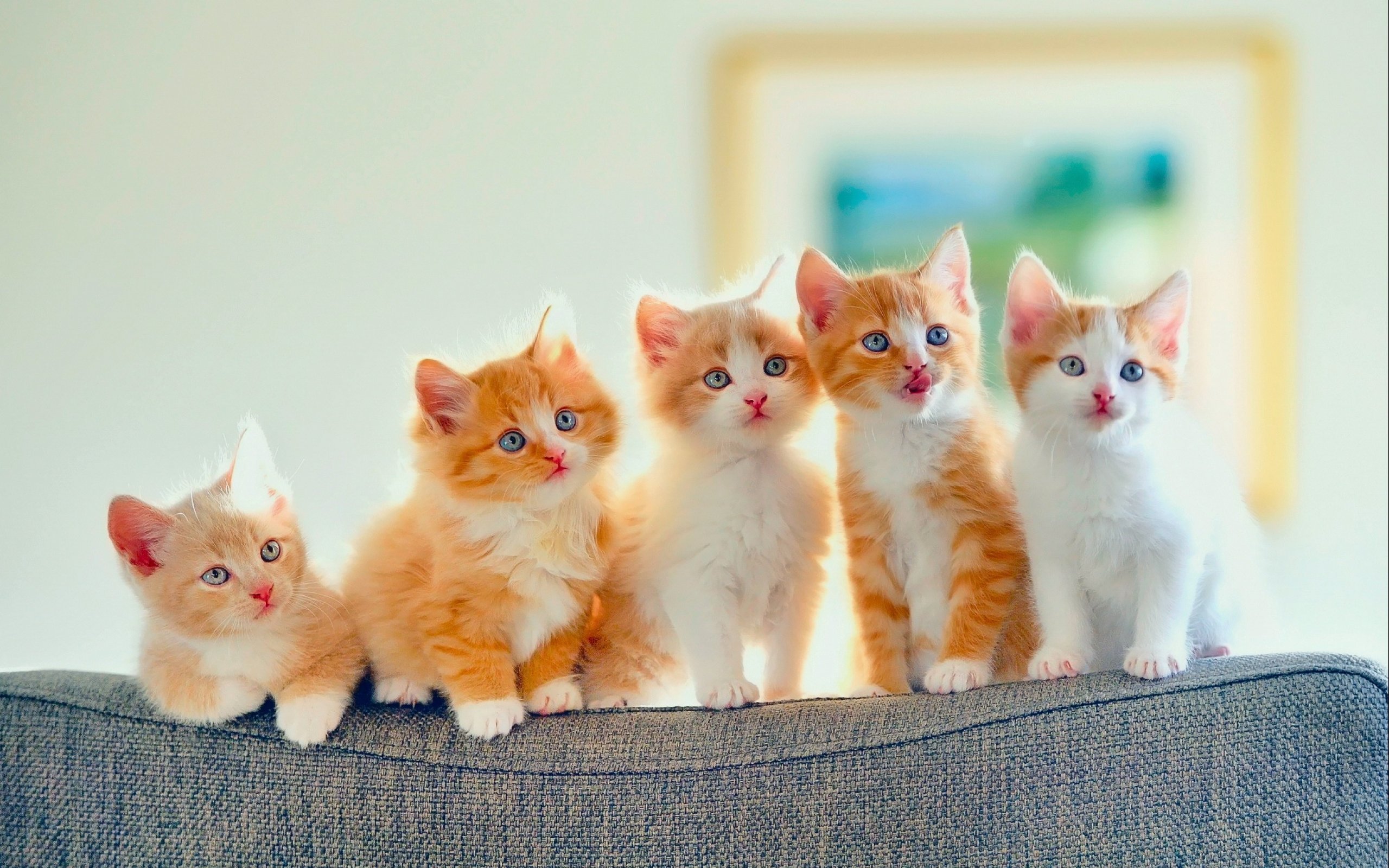 Free download baby cat Moms and Babies [2560x1600] for your ...