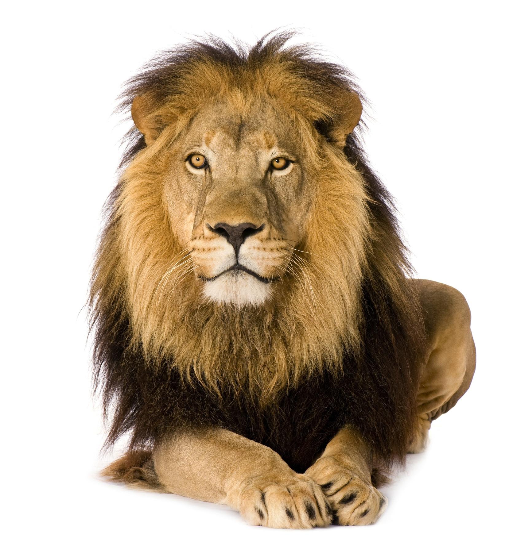 Lion White Background Ing Gallery