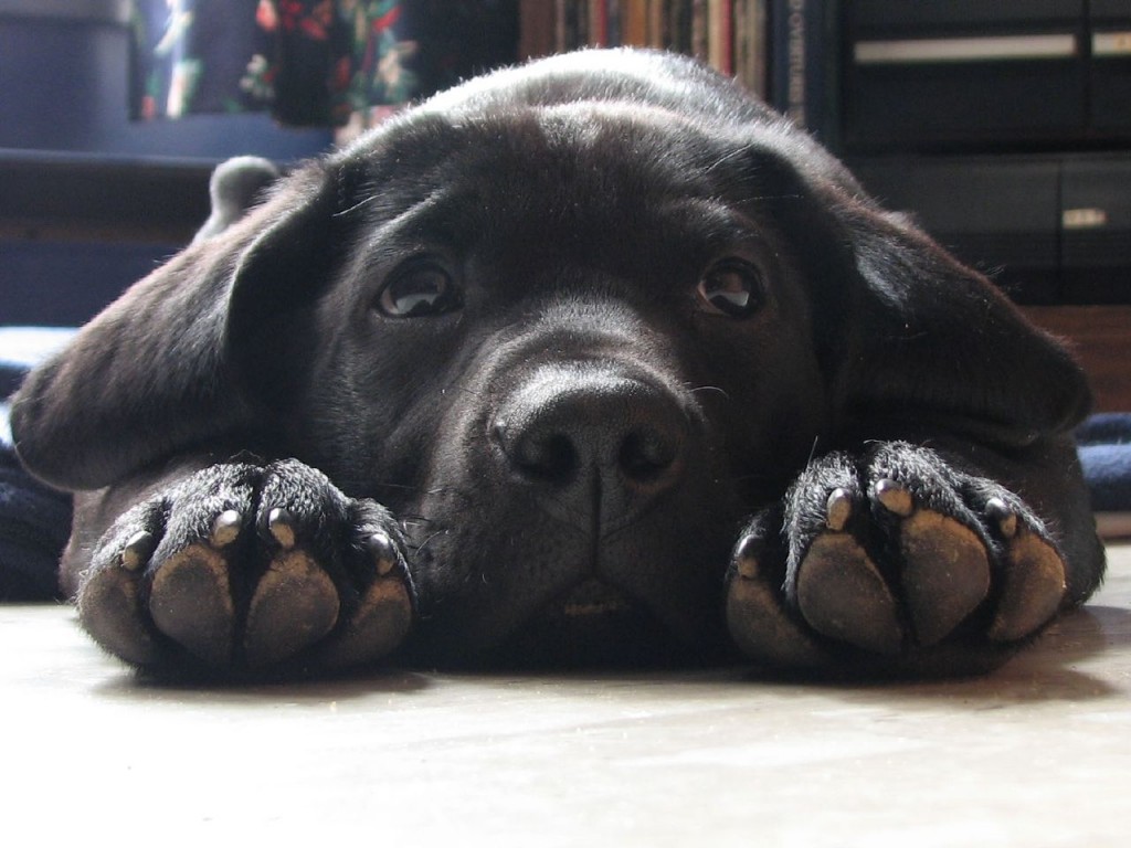 Black Labrador Retriever Puppy Dog Face Paws Upclose Cute Jpg