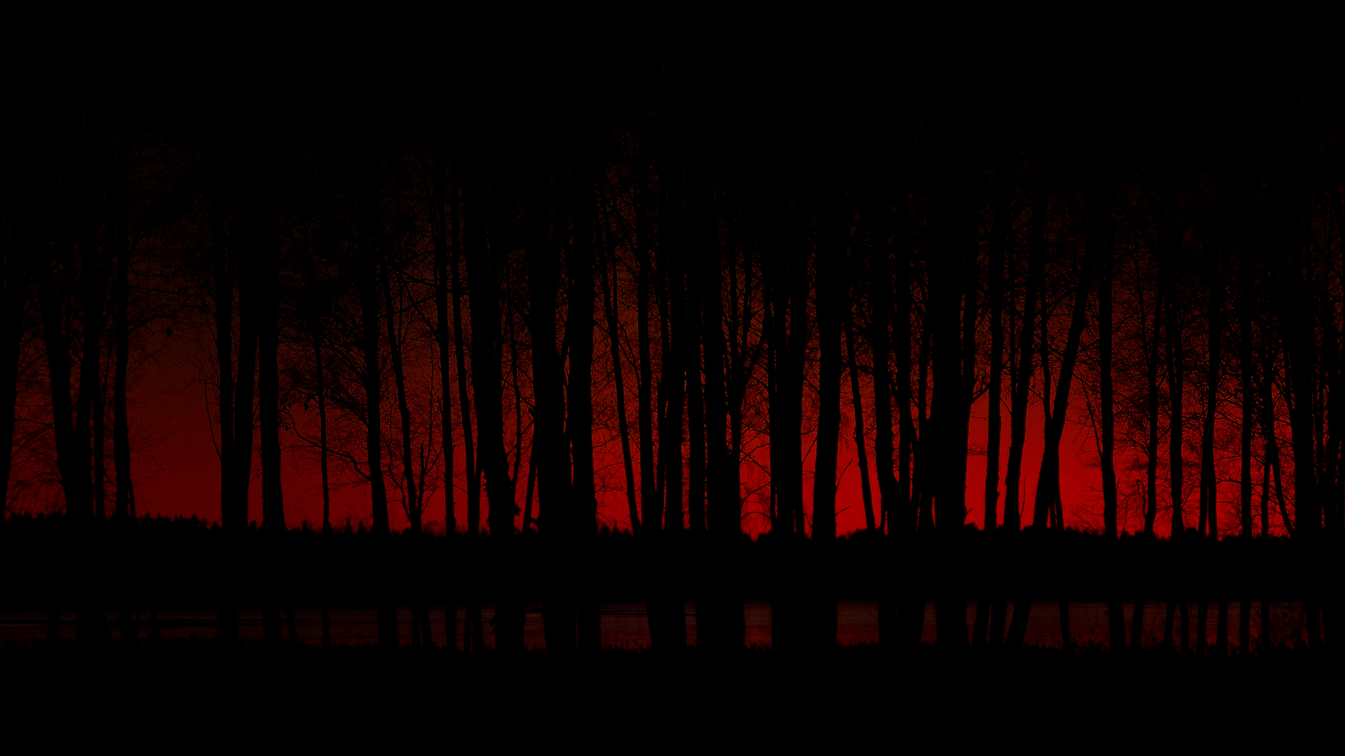 Scary Dark Forest Desktop Wallpaper 64316 1920x1080px