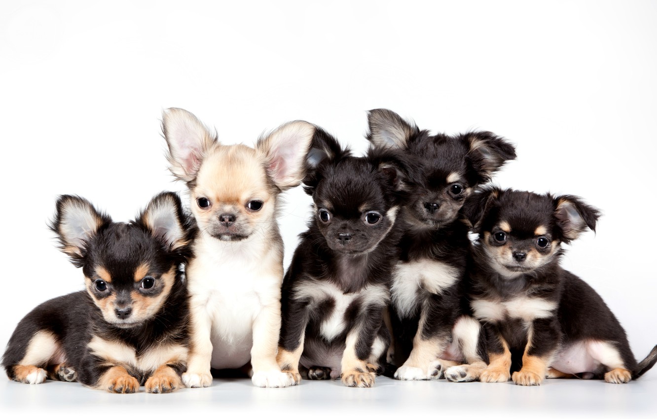 Wallpaper puppies Chihuahua cute quintet images for desktop