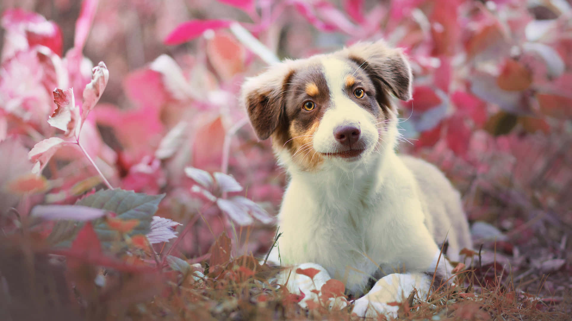 Pink Puppies Wallpaper