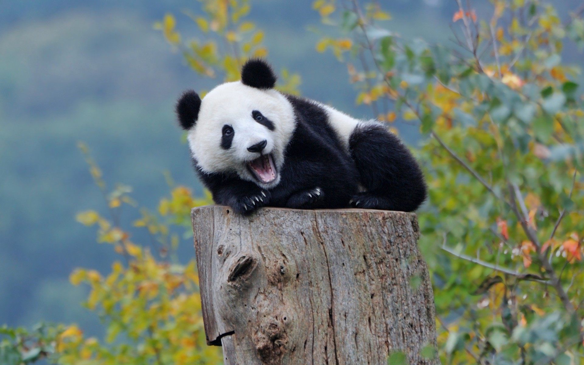 Panda Animal Desktop Wallpaper HD