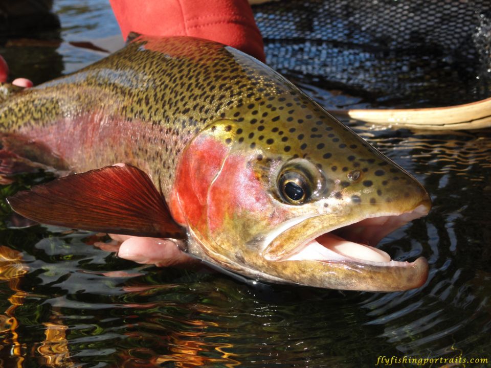 Madison River Trout Screen Saver Sign Up Fly Fishing Portraits