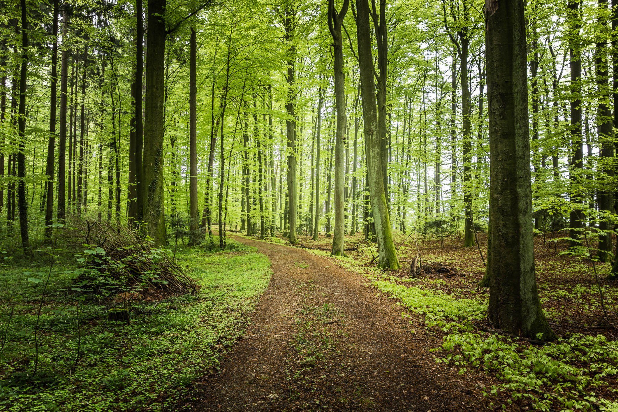 Wallpaper Trees Forest - WallpaperSafari