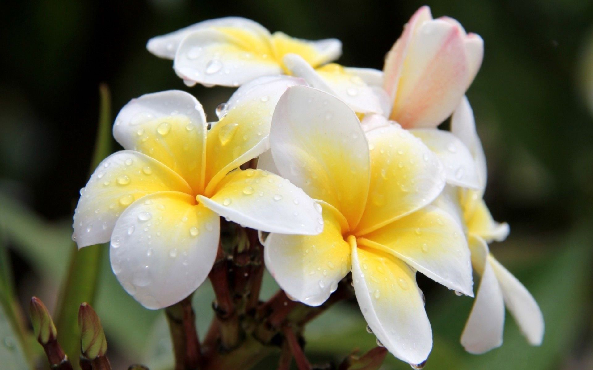 Plumeria Wallpaper Live Pictures Pc T4