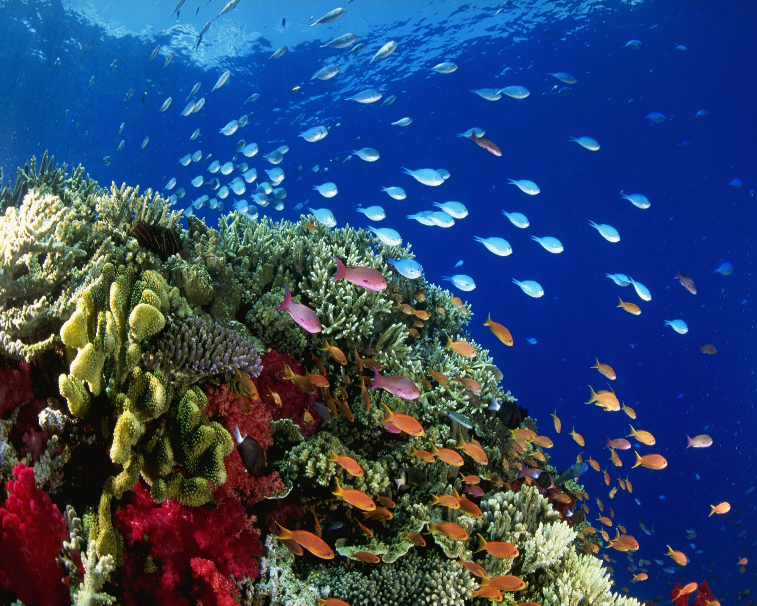 Under Water Sea Fish HD Wallpaper