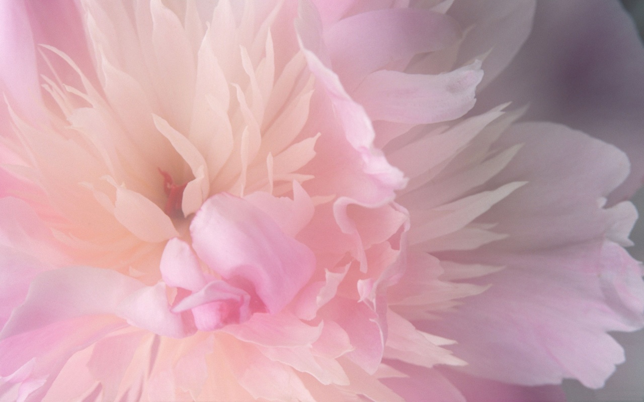 Wallpaper Pink Flower Hq