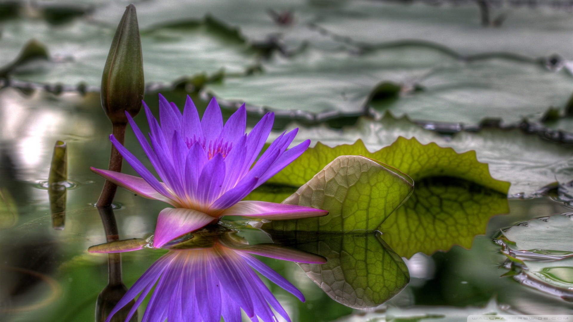 Purple Water Lily Wallpaper
