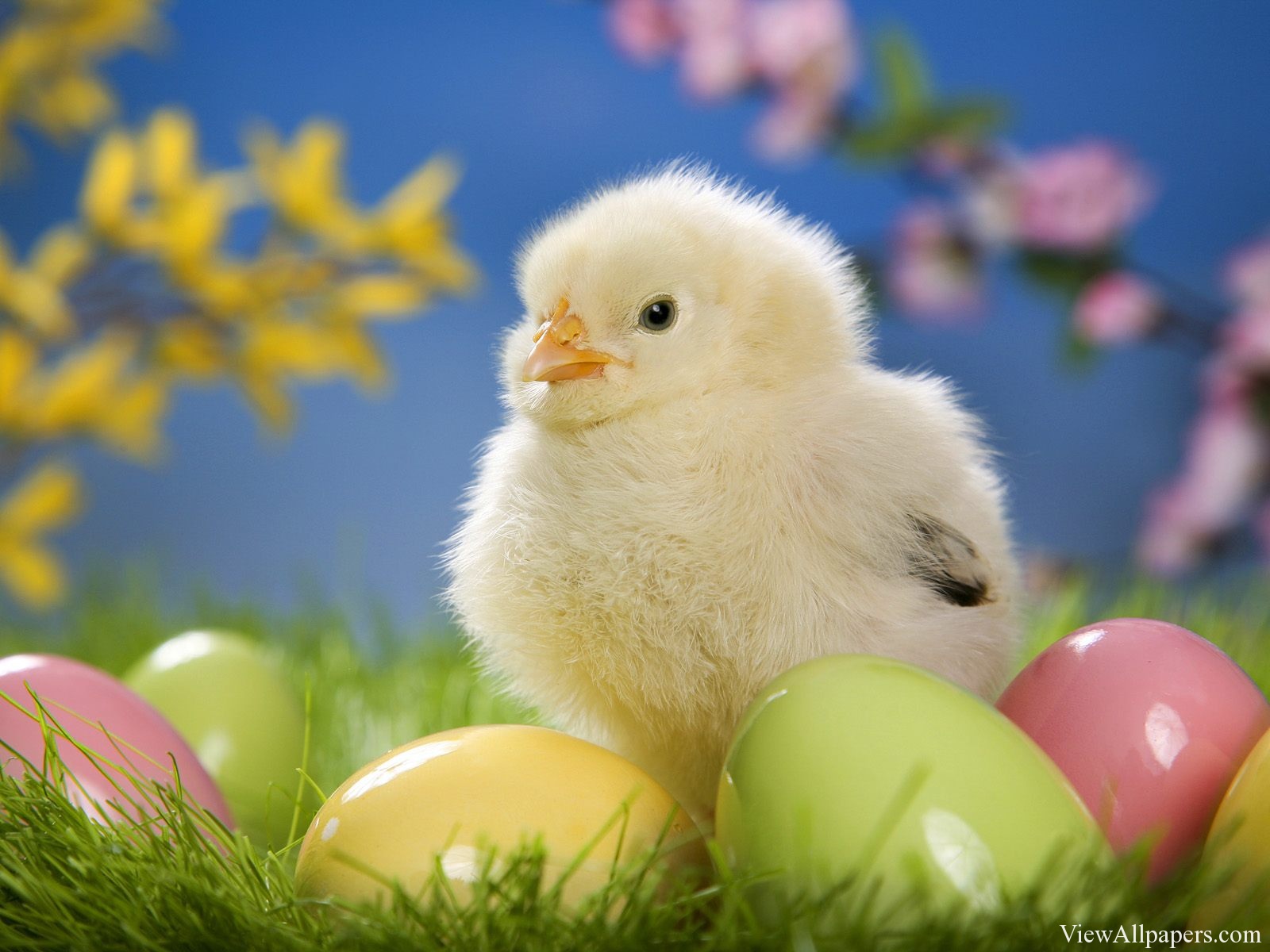 Baby Chick High Resolution Wallpaper Easter