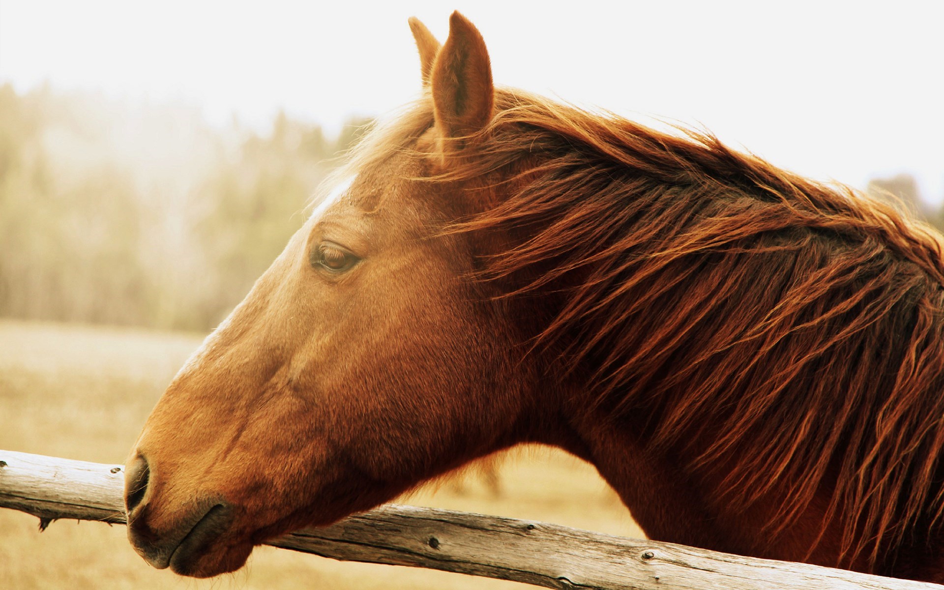 Photo Horse HD Wallpaper