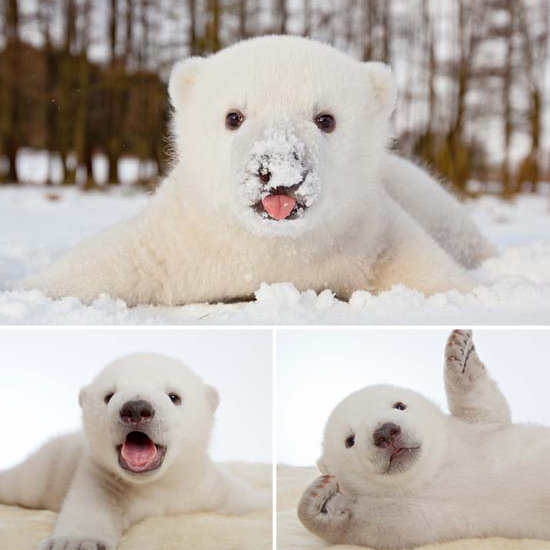 Siku The Baby Polar Bear In Snow Pictures Popsugar Pets