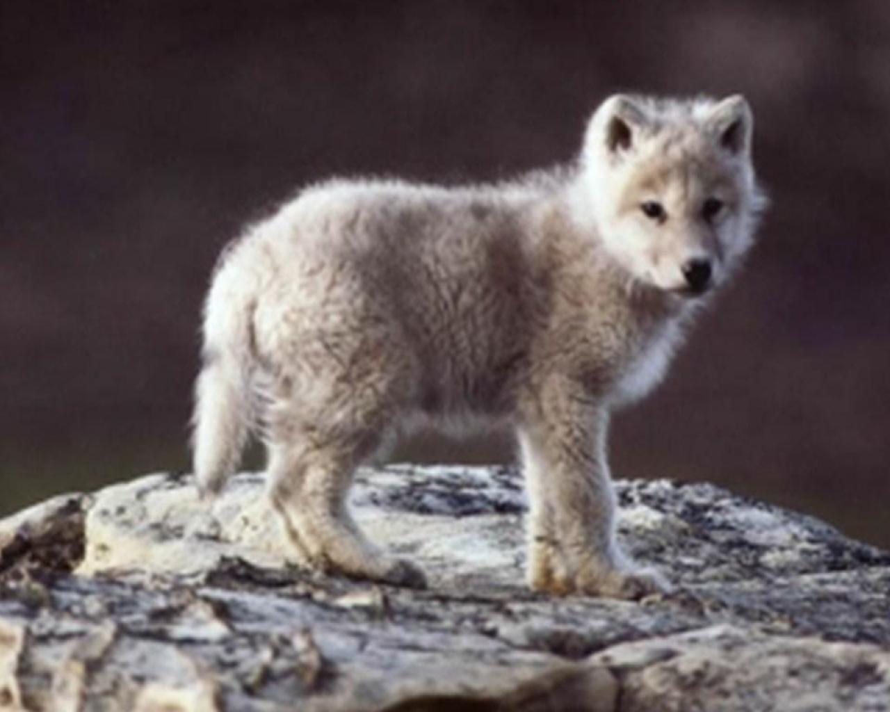 Baby Wolf Wallpaper Gallery