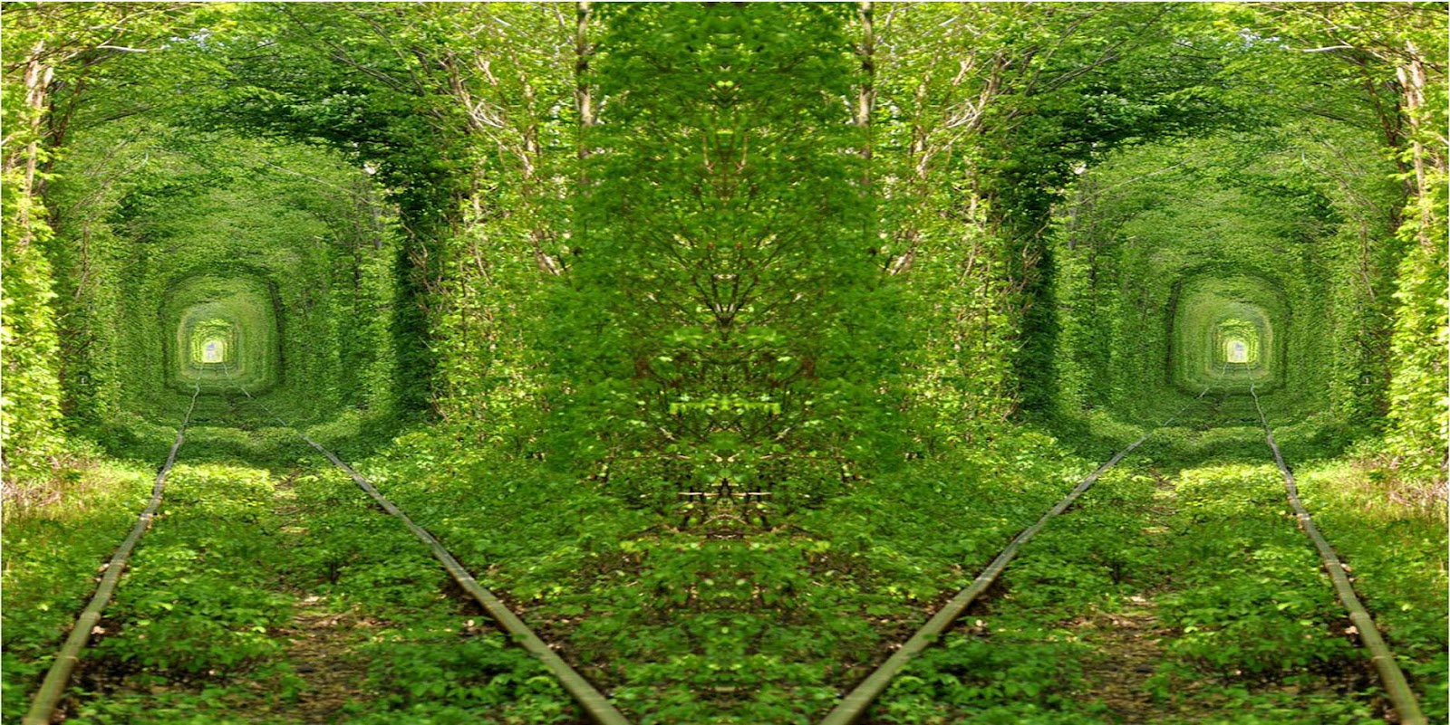 High Resolution Beautiful Nature Jungle Wallpapers Widescreen HD Full