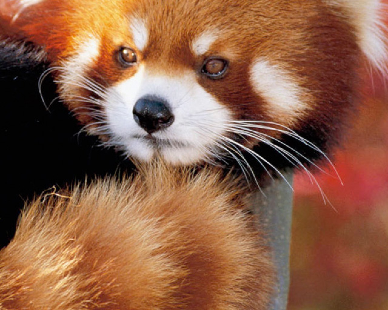 Red Panda Wallpapers (66+ pictures)