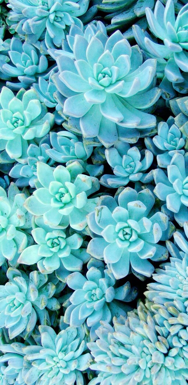 Succulent Wallpaper Succulents Flower Blue