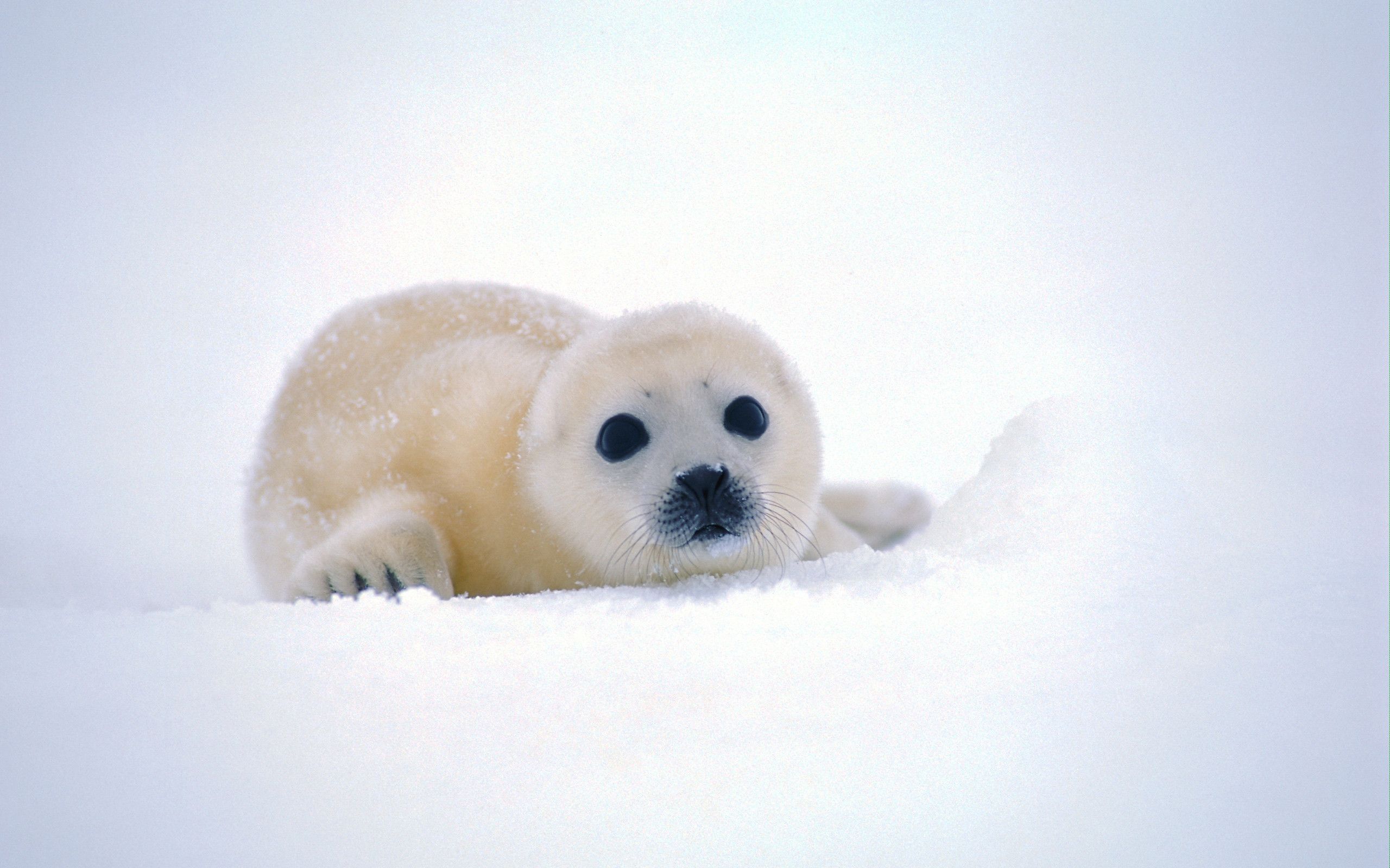 Baby Seal Wallpaper Animals