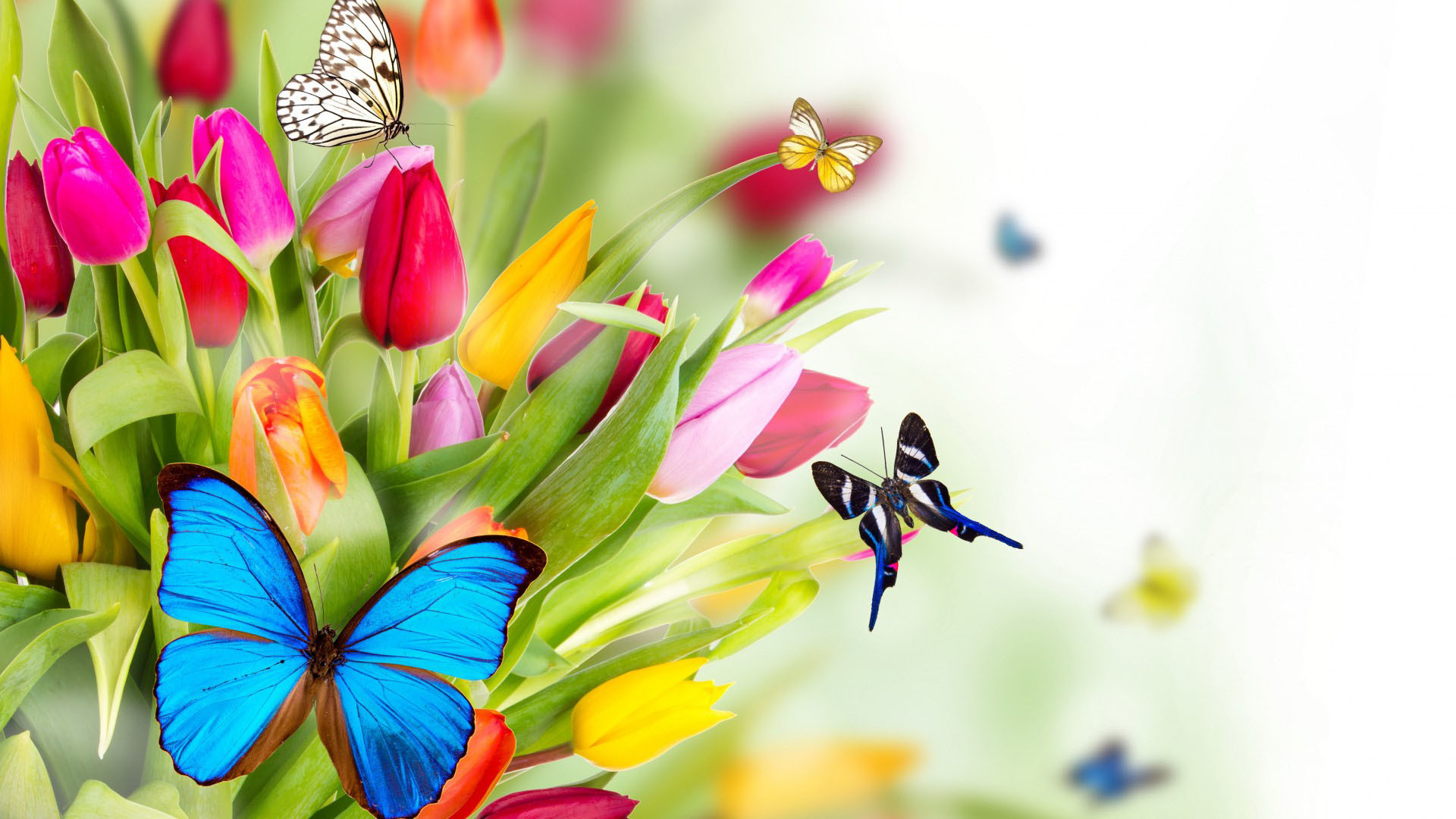 Beautiful Butterflies And Flowers Wallpaper Image