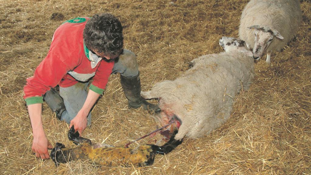 Young people from non farming backgrounds get new opportunities 1023x576