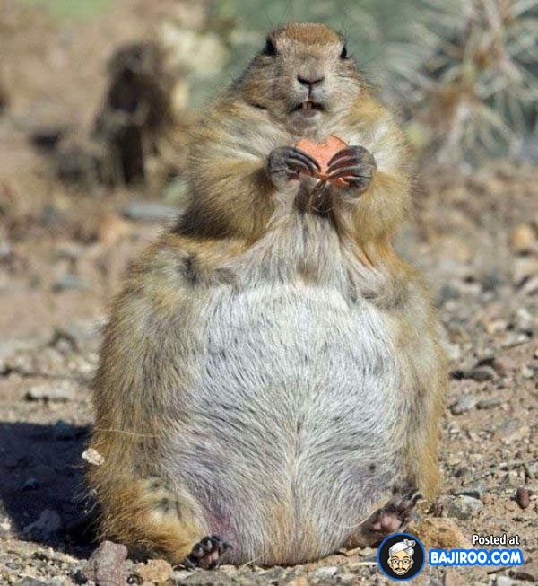 Most Funny Weird Ugly Animals Pets Pics Image Photos Picture Wallpaper