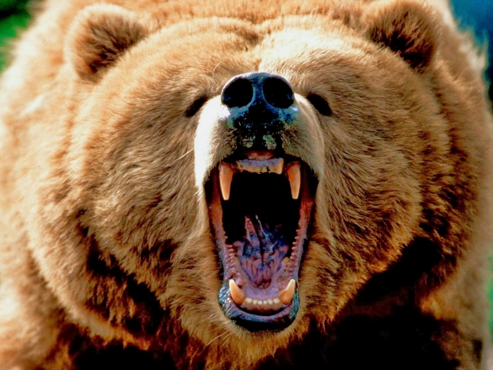 Grizzly Bear Wallpaper Top HD