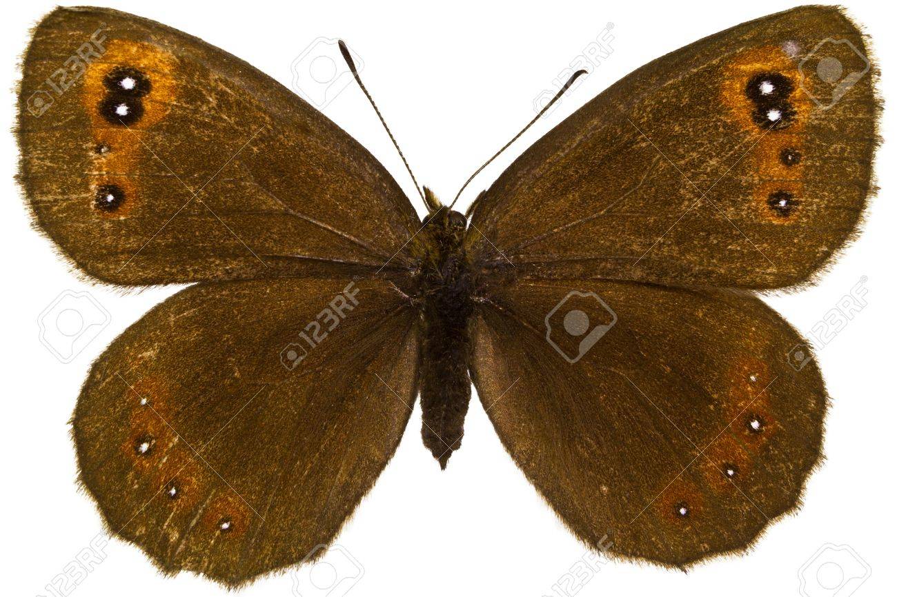 Dorsal Of Erebia Aethiops Scotch Argus Butterfly Isolated