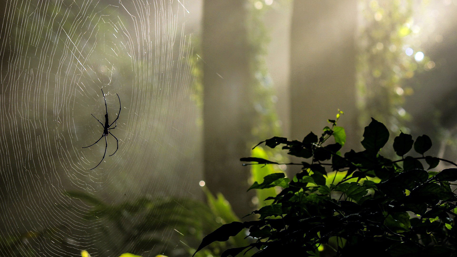Forest nature green tree spider spiders light rays web