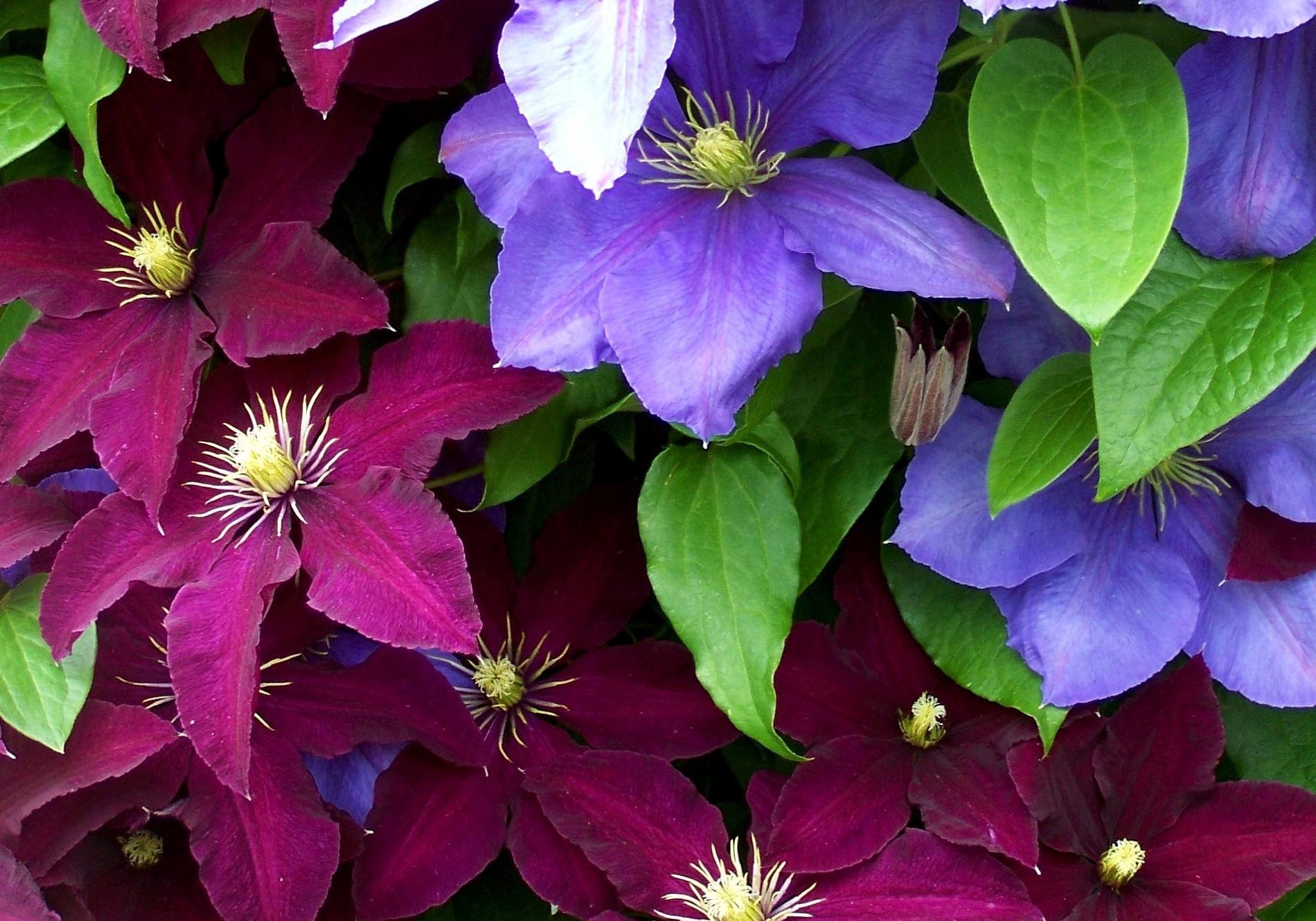 Clematis Flowers Bright Colorful Close Up Stock Photos