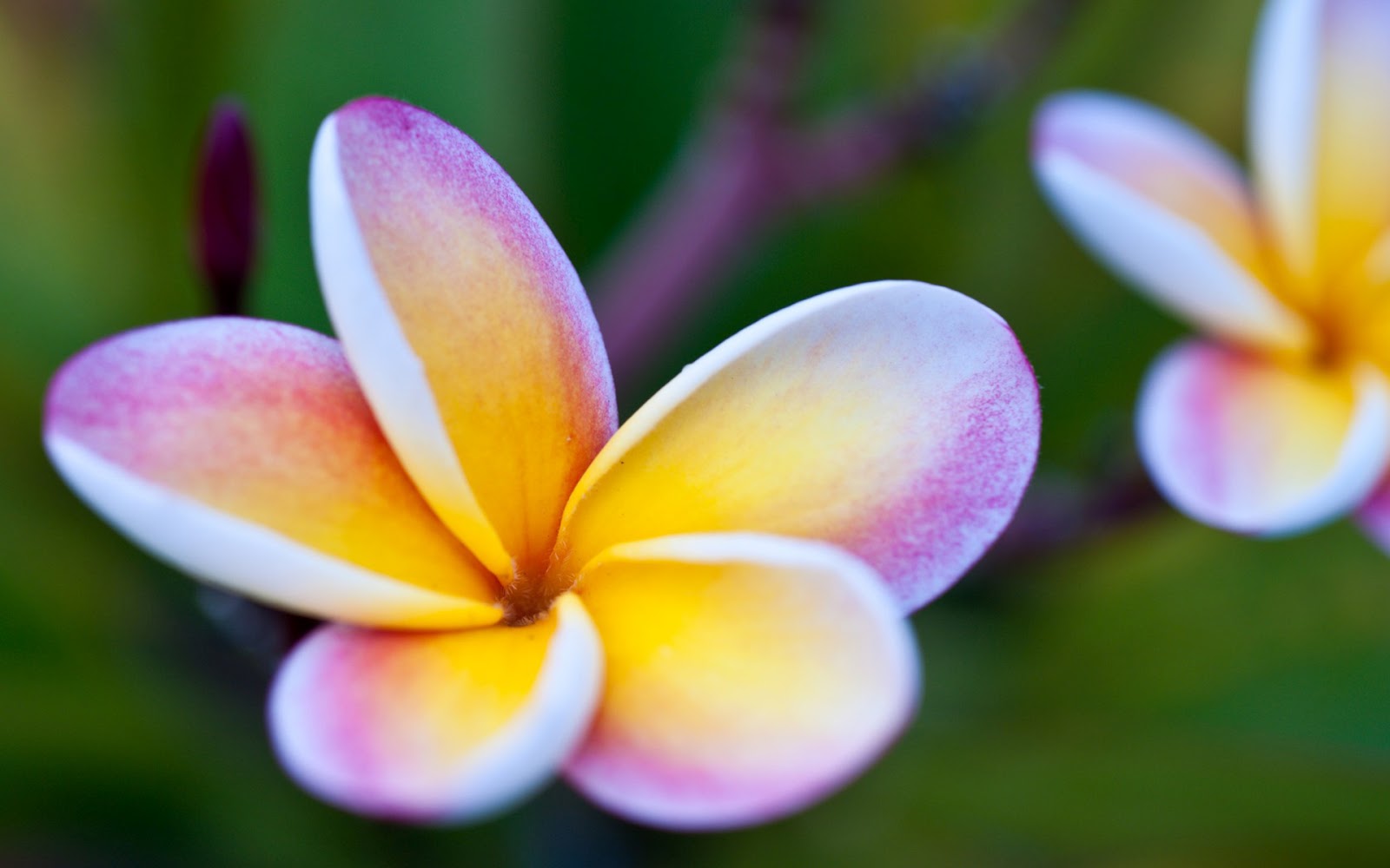 Wallpaper Collections Beautiful Flowers HD