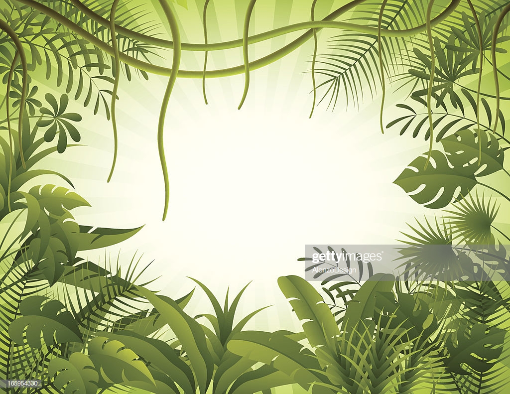 Tropical Rainforest Premium Stock Illustrations Getty Image