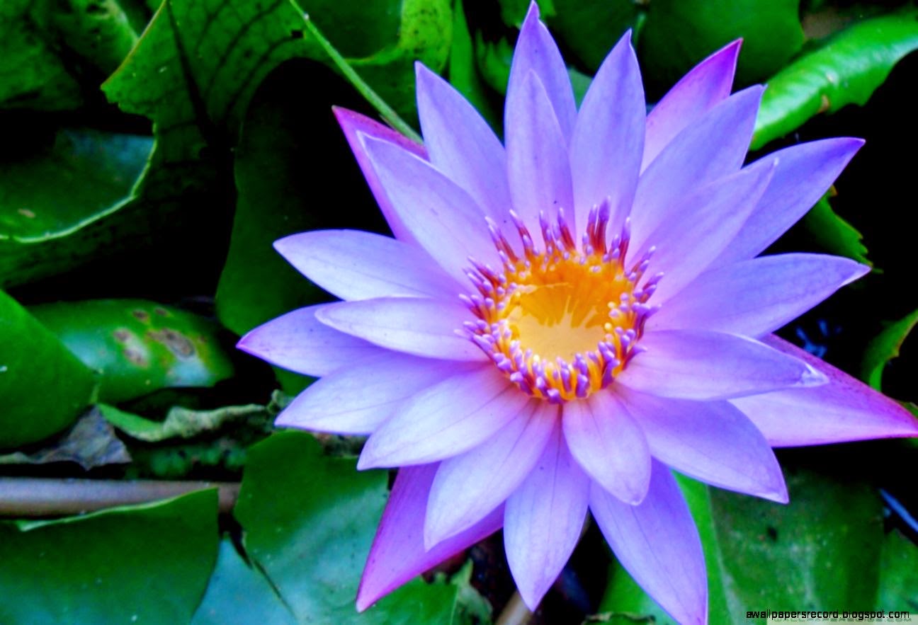 Blue Water Lily Wallpaper Record