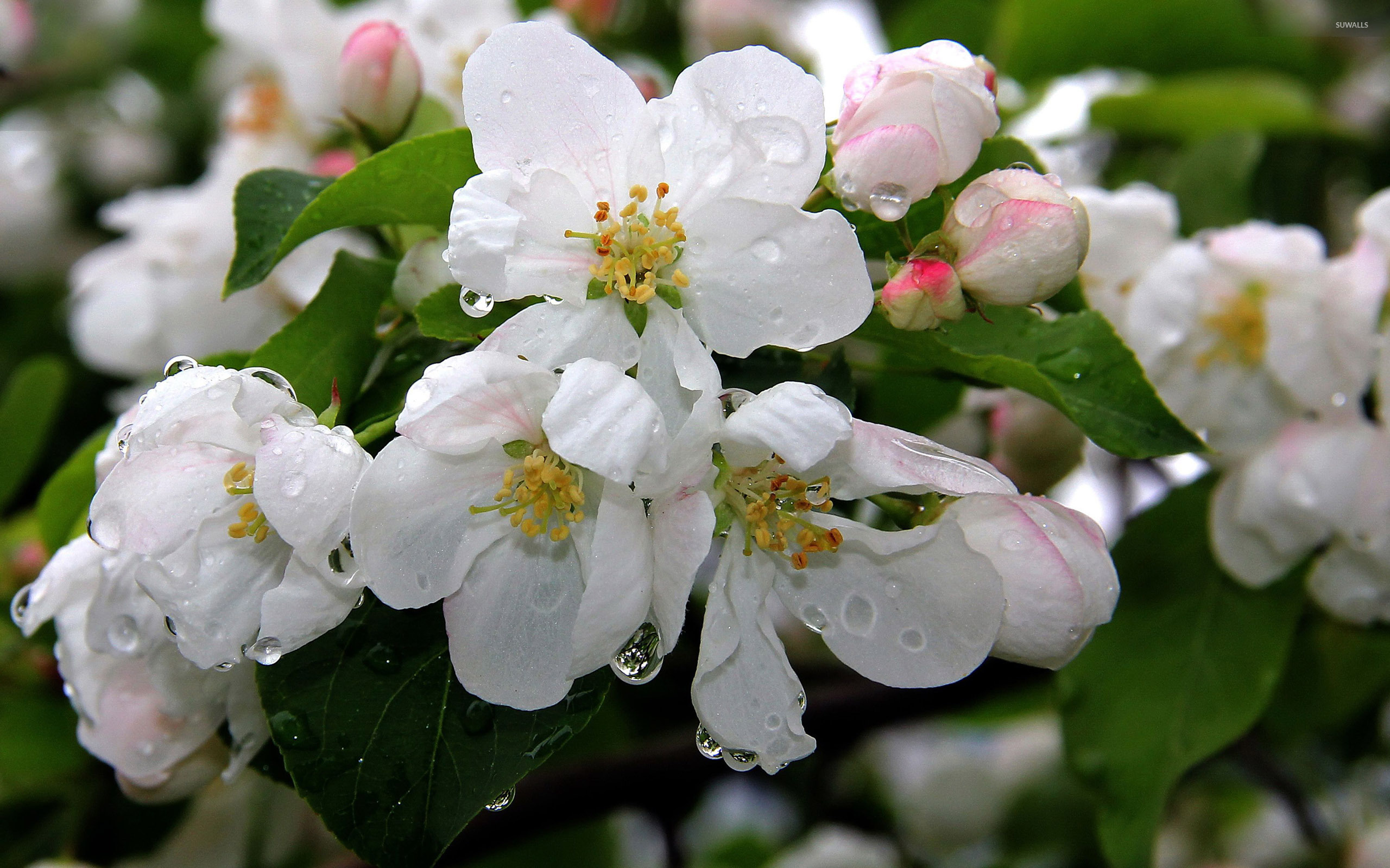 White blossoms with water drops wallpaper Flower wallpapers