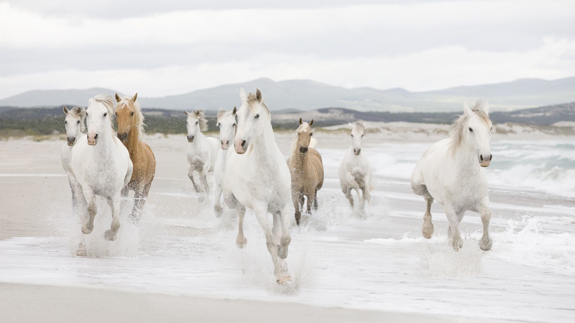 White Horse Wallpaper