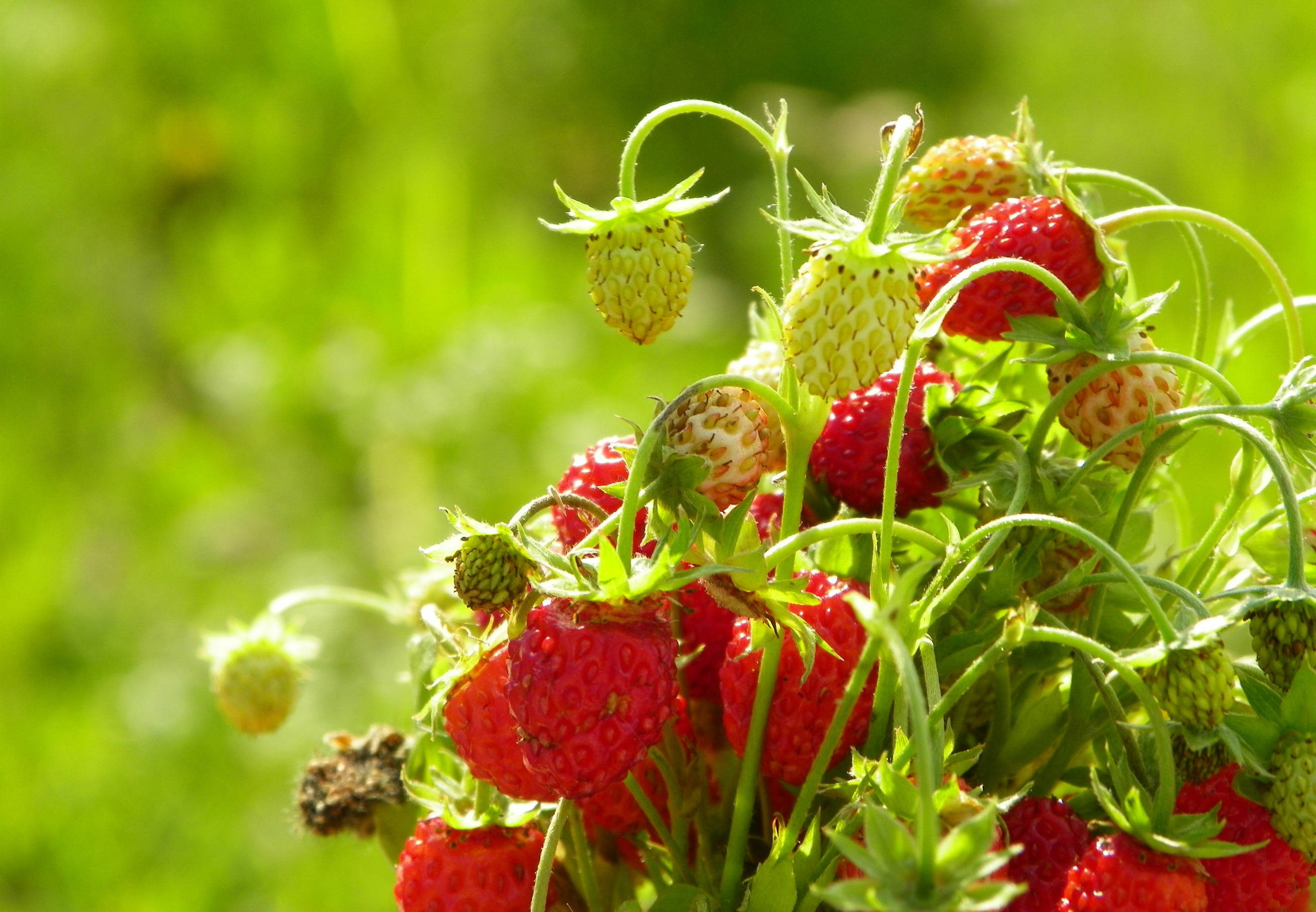 Strawberry Desktop Wallpaper
