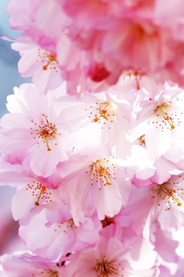 Pink Sakura iPhone HD Wallpaper