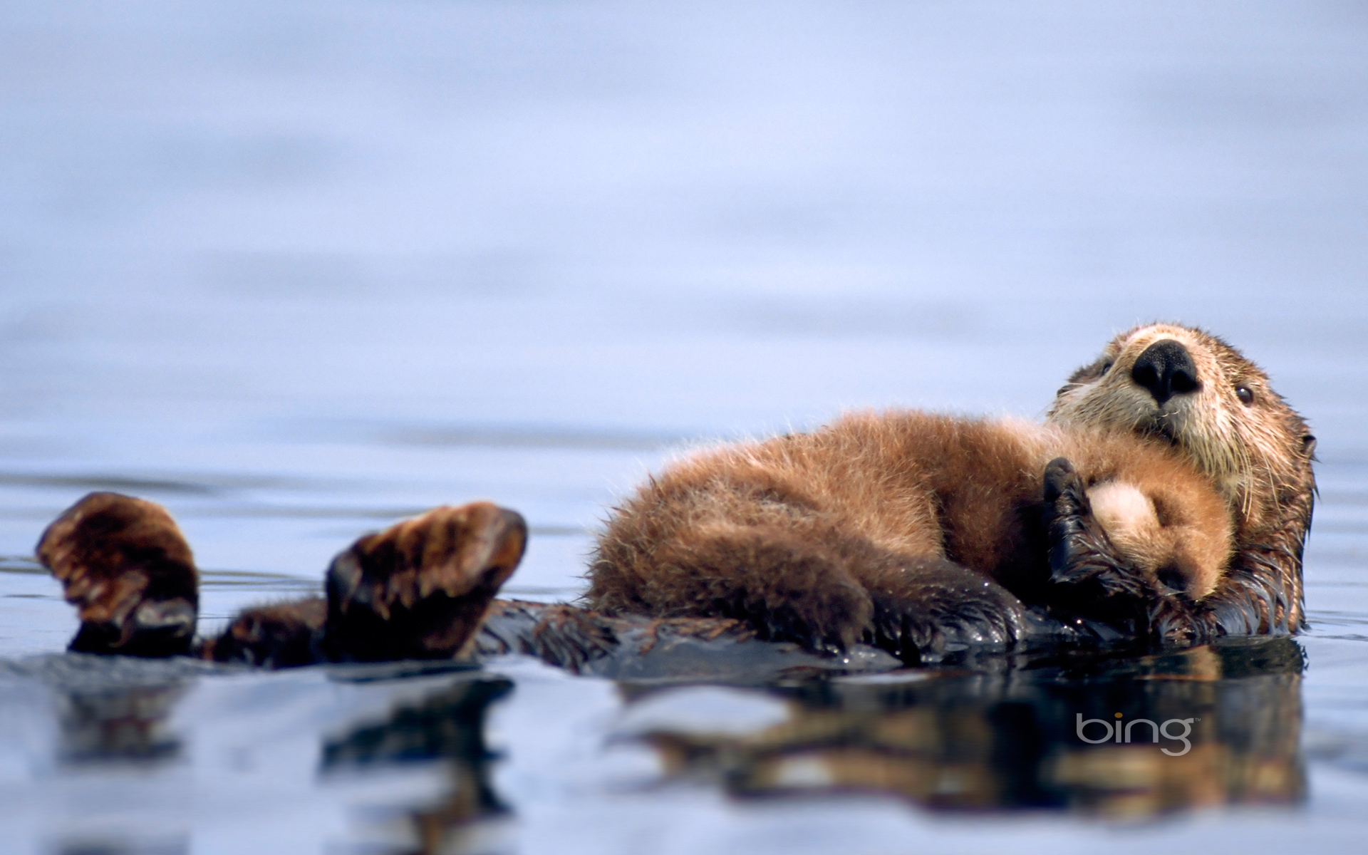 Shots Of Animals From The Official Bing Wallpaper Collection