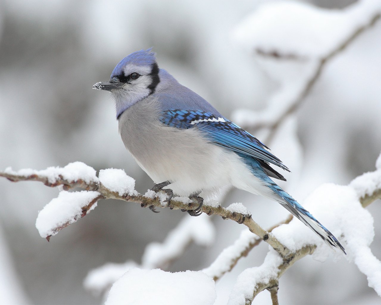 To download click on Winter Snow Bird Desktop Wallpaper then choose