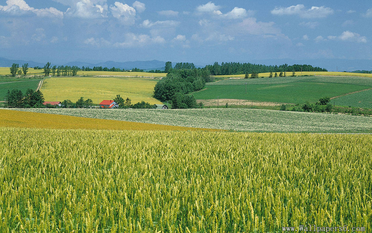 Farm Scenery Landscape Wallpaper