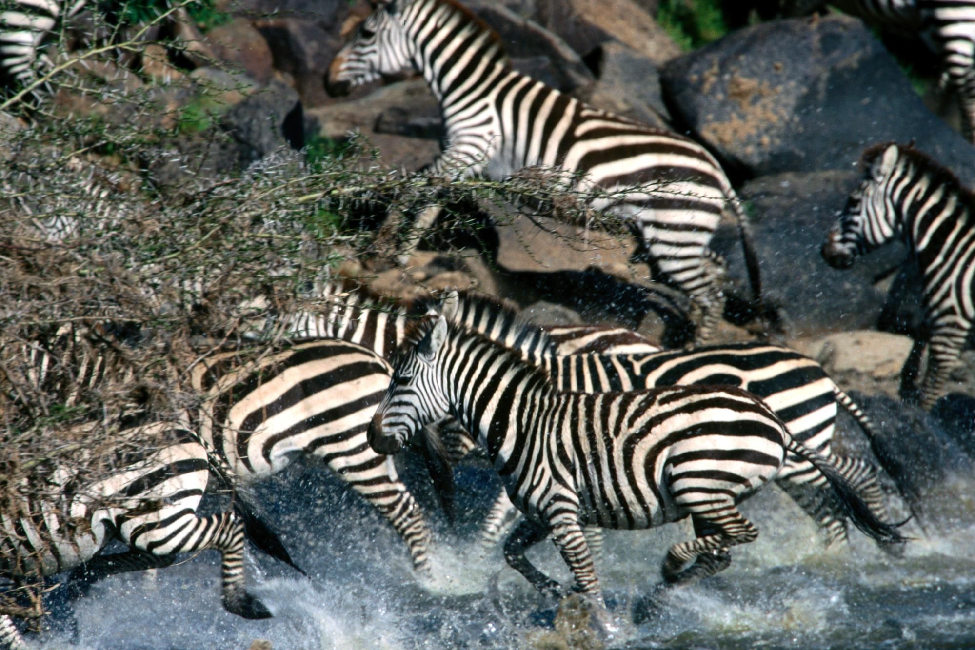 Related Wallpaper Animals Zebras Zebra