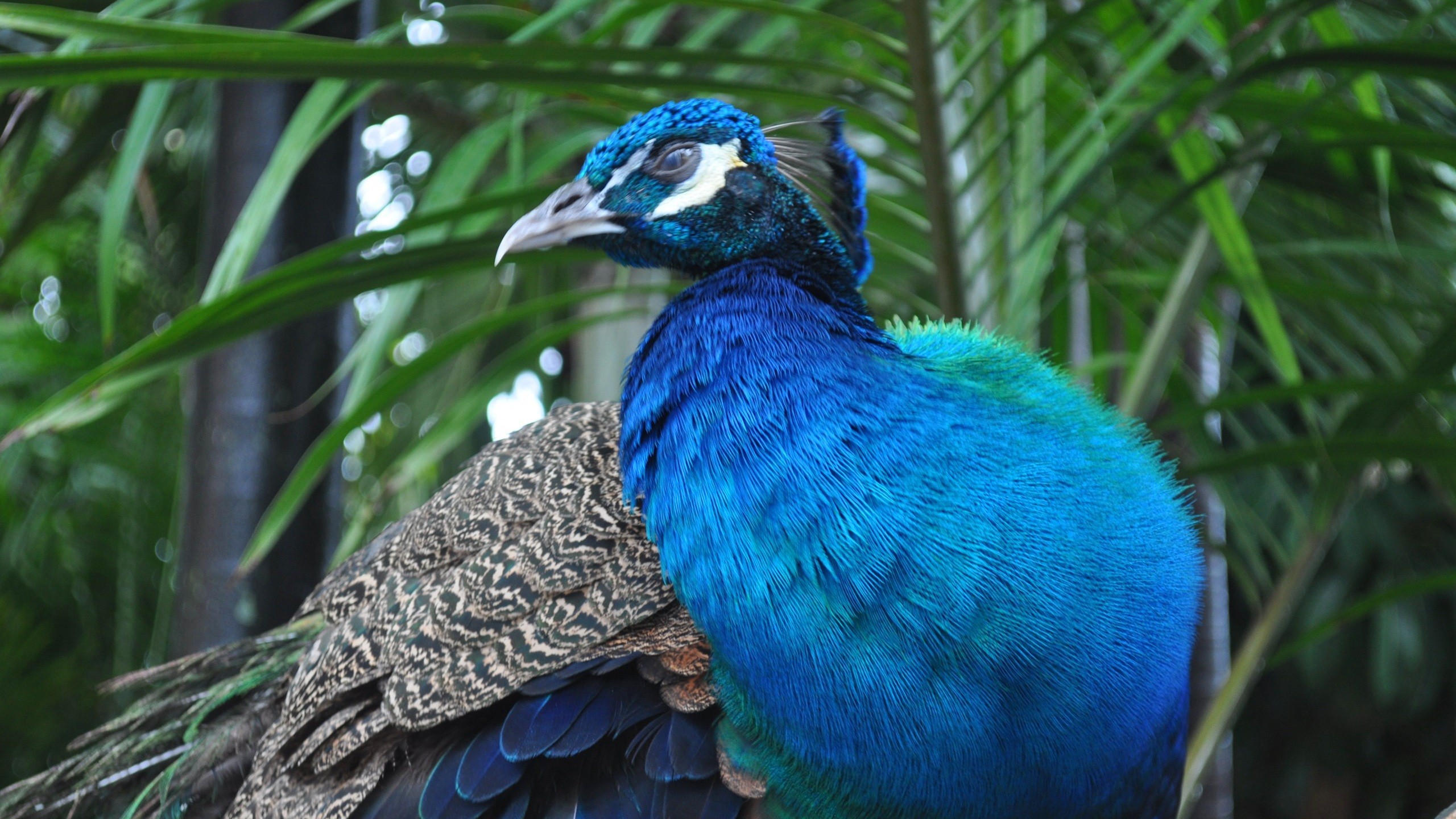 Indian Blue Peacock High Definition Bird Wallpaper HD