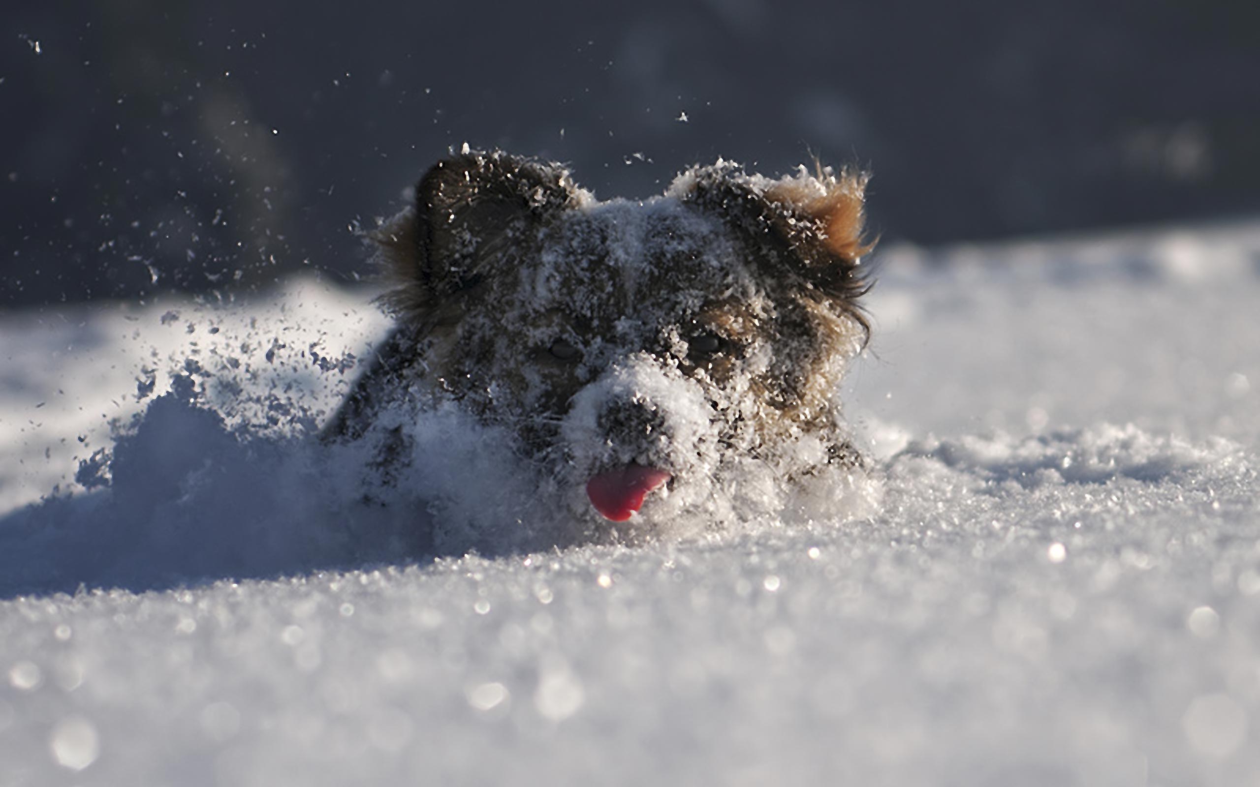 Desktop Wallpaper Gallery Animals Dog In Snow