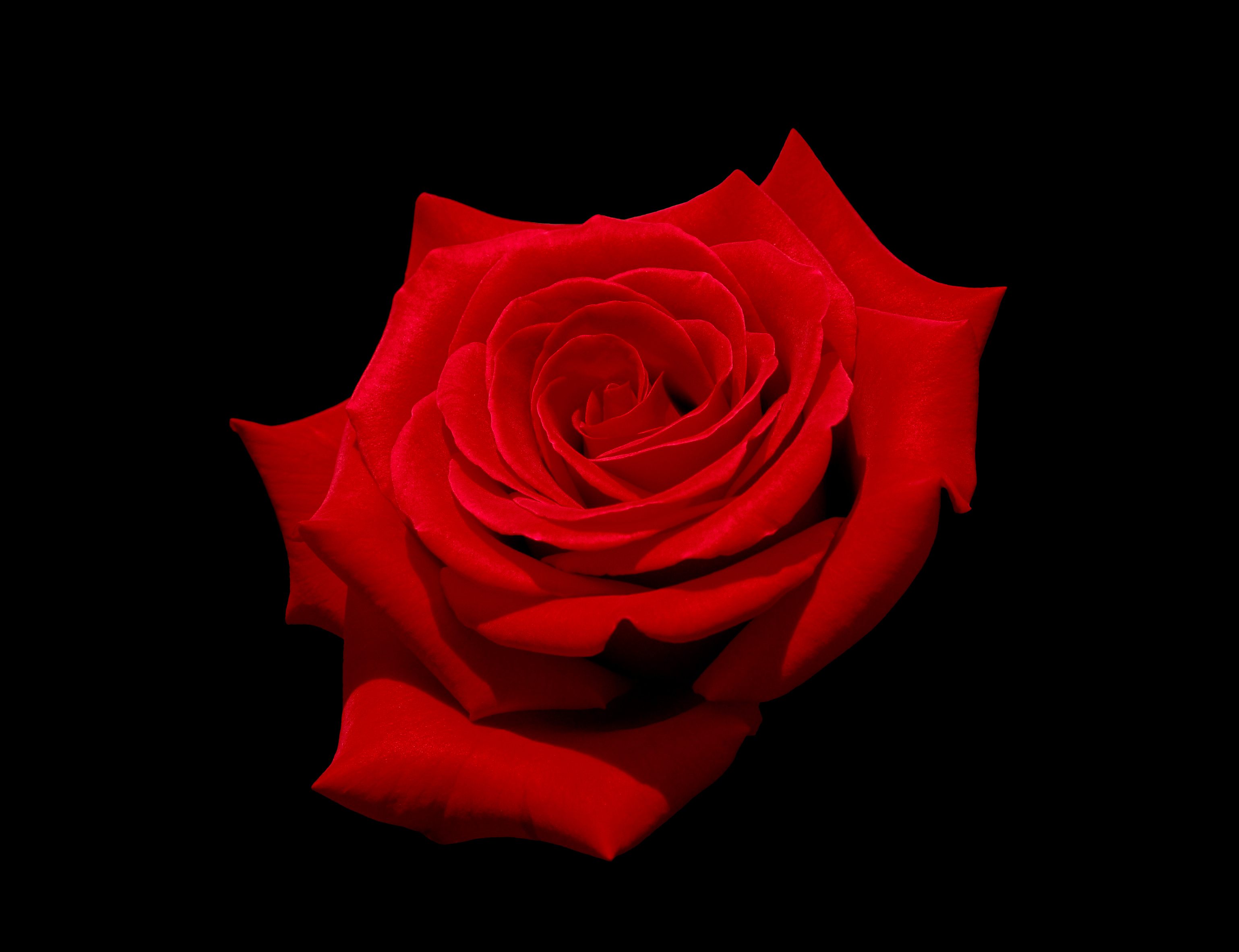 File Red Rose With Black Background Jpg Wikimedia Mons