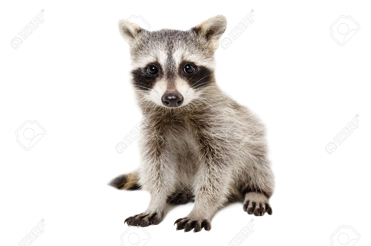 Portrait Of Cute Raccoon Isolated On White Background Stock Photo