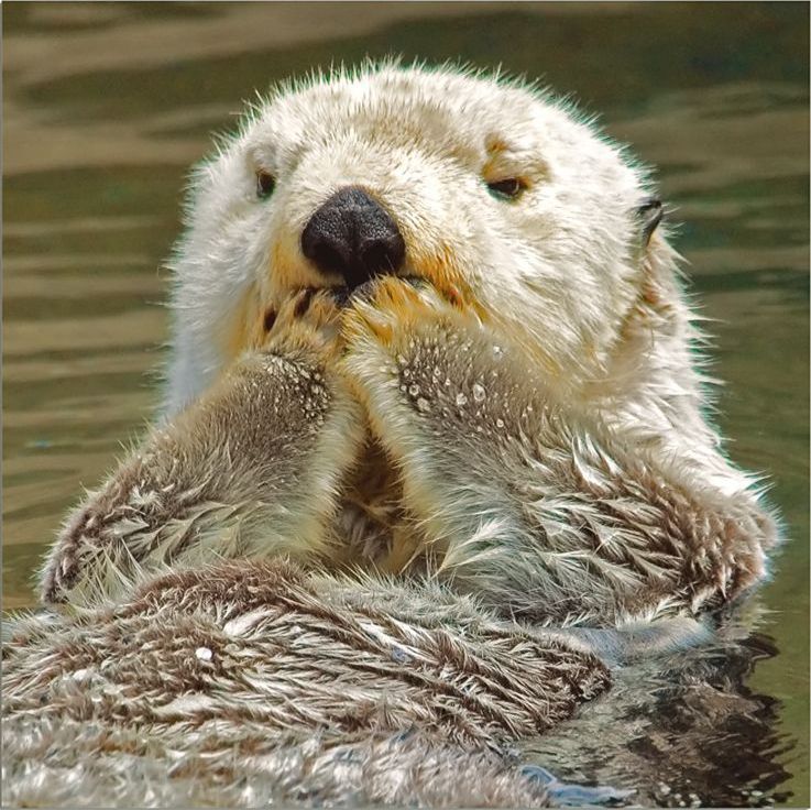 Funny Otter Picture Animal