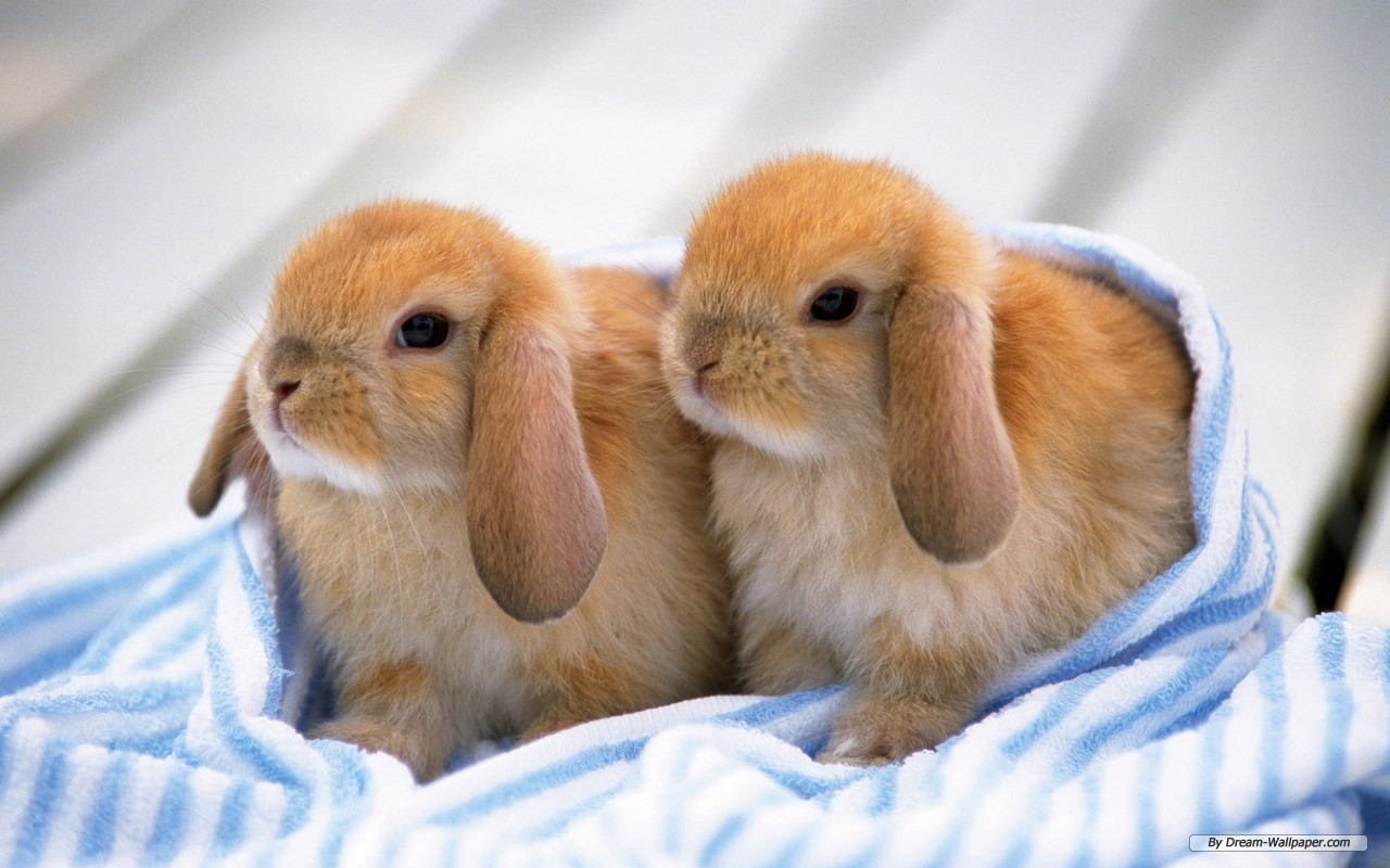 Bunnies   Bunny Rabbits Wallpaper 16437997