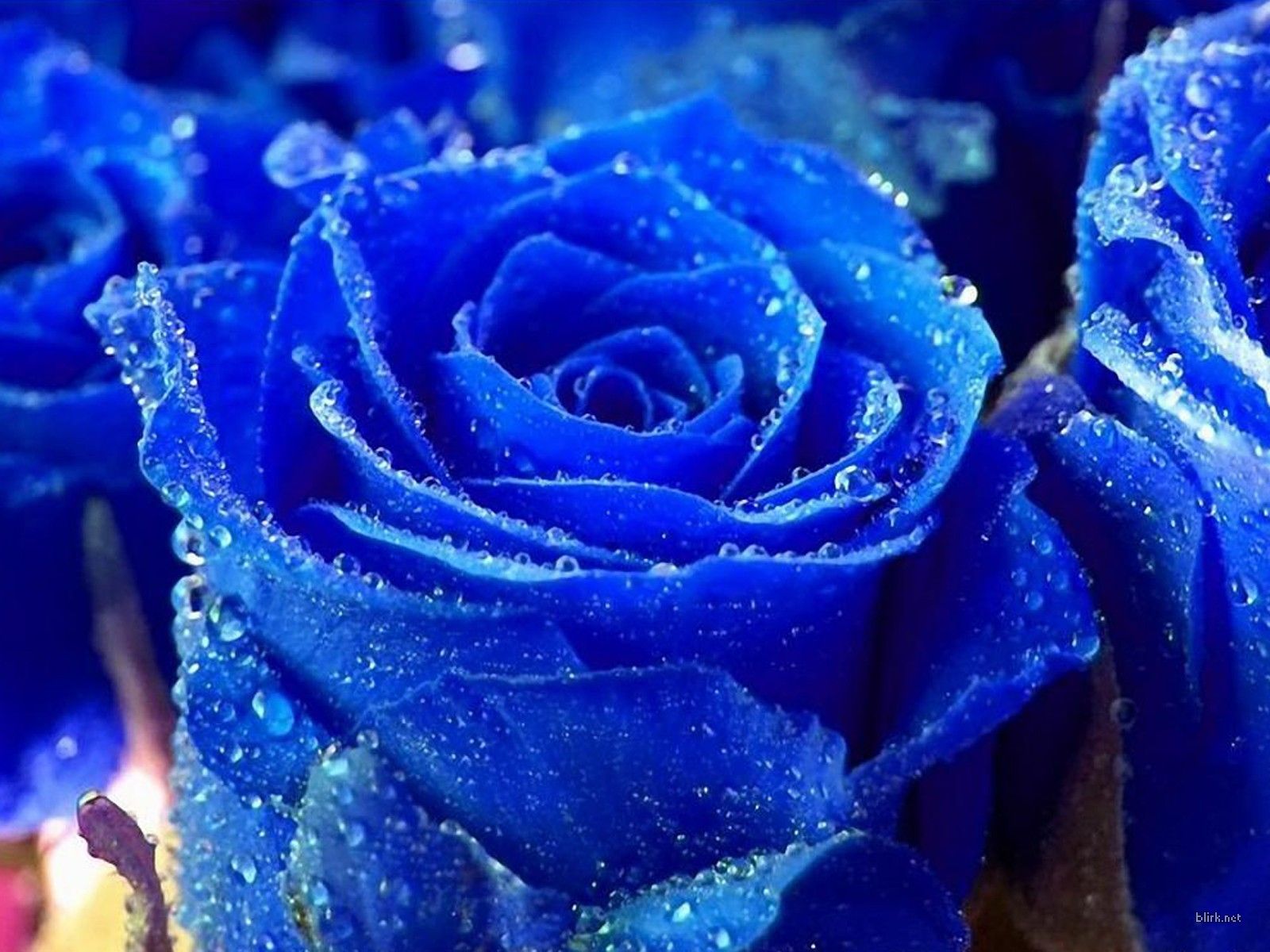 Beautiful Blue Roses And Hearts Desktop Wallpaper