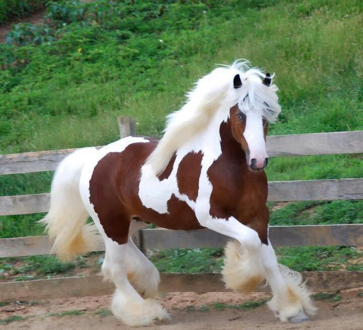 Clydesdale Horses Pictures