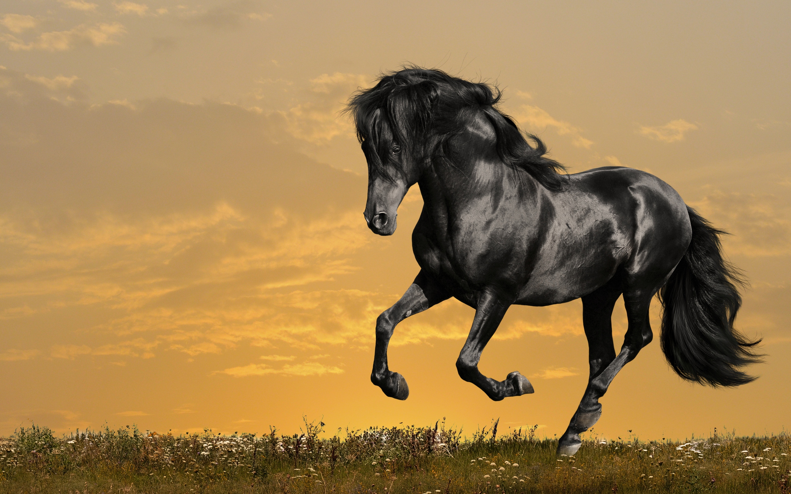 Horse Animal Wallpaper Widescreen Screen