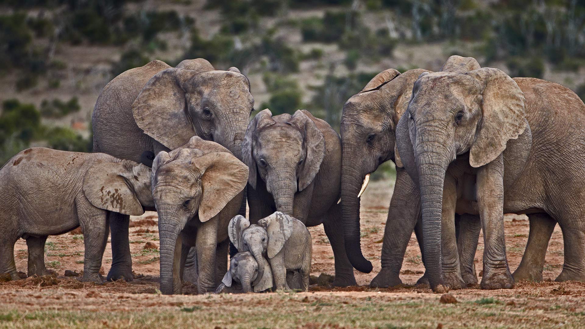 World Elephant Day Bing Wallpaper
